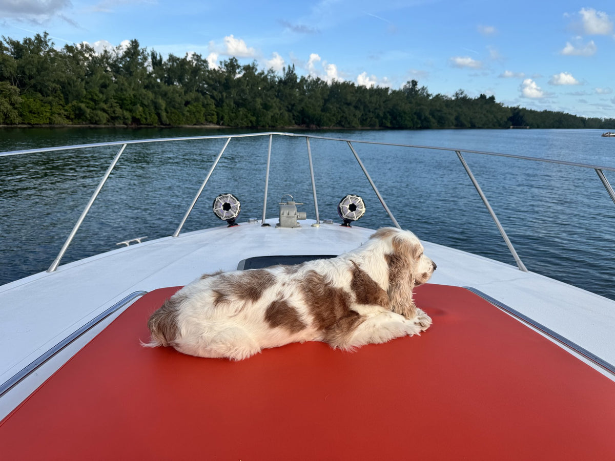 50ft Wellcraft